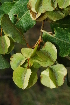  ( - RL1189)  @11 [ ] Unspecified (default): All Rights Reserved  Unspecified Unspecified