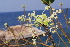  (Commiphora marlothii - OM1587)  @11 [ ] Unspecified (default): All Rights Reserved  Unspecified Unspecified