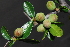  (Commiphora pyracanthoides - OM0621)  @11 [ ] Unspecified (default): All Rights Reserved  Unspecified Unspecified