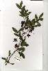  (Ochna arborea var. arborea - CS03)  @11 [ ] Copyright  - Unspecified