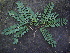  (Cordyla - CS05)  @11 [ ] Unspecified (default): All Rights Reserved  Unspecified Unspecified