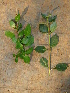  (Ruttya fruticosa - CS10)  @14 [ ] Unspecified (default): All Rights Reserved  Unspecified Unspecified
