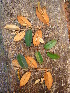  (Chrysophyllum viridifolium - CS22)  @11 [ ] Unspecified (default): All Rights Reserved  Unspecified Unspecified