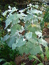  (Helichrysum populifolium - CS25)  @11 [ ] Unspecified (default): All Rights Reserved  Unspecified Unspecified