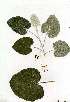  ( - CS25)  @11 [ ] Copyright  - Unspecified