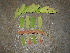  (Tamarindus - CS26)  @11 [ ] Unspecified (default): All Rights Reserved  Unspecified Unspecified