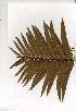  (Encephalartos transvenosus - CS28)  @11 [ ] Copyright  - Unspecified