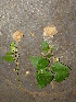  (Karomia speciosa - CS31)  @11 [ ] Unspecified (default): All Rights Reserved  Unspecified Unspecified