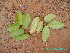  (Psidium guajava - CS36)  @11 [ ] Unspecified (default): All Rights Reserved  Unspecified Unspecified