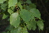  (Guibourtia conjugata - M662)  @11 [ ] Unspecified (default): All Rights Reserved  Unspecified Unspecified