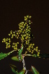  ( - OM0559)  @11 [ ] Unspecified (default): All Rights Reserved  Unspecified Unspecified