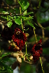  ( - RL1271)  @11 [ ] Unspecified (default): All Rights Reserved  Unspecified Unspecified