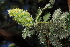  (Leucosidea - OM_MvdB48)  @11 [ ] Unspecified (default): All Rights Reserved  Unspecified Unspecified