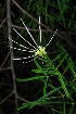  ( - OM0245)  @11 [ ] Unspecified (default): All Rights Reserved  Unspecified Unspecified
