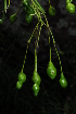  ( - OM0245)  @11 [ ] Unspecified (default): All Rights Reserved  Unspecified Unspecified