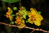  (Ochna natalitia - OM0374)  @11 [ ] Unspecified (default): All Rights Reserved  Olivier Maurin Unspecified