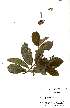  ( - OM0808)  @11 [ ] No Rights Reserved  Unspecified Unspecified