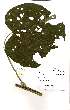  (Abutilon angulatum - OM0822)  @11 [ ] No Rights Reserved  Unspecified Unspecified