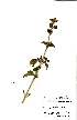  ( - OM0868)  @13 [ ] No Rights Reserved  Unspecified Unspecified