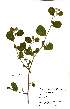  ( - OM0871)  @11 [ ] No Rights Reserved  Unspecified Unspecified