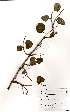  ( - OM0881)  @11 [ ] No Rights Reserved  Unspecified Unspecified