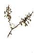  ( - OM1004)  @11 [ ] Copyright  - Unspecified
