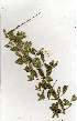  ( - OM1012)  @11 [ ] Copyright  - Unspecified