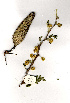  (Acacia hebeclada - OM1034)  @13 [ ] Copyright  - Unspecified