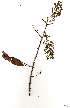  ( - OM1046)  @11 [ ] Copyright  - Unspecified