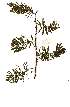  ( - OM1046)  @13 [ ] Copyright  - Unspecified