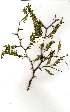  (Acacia arenaria - OM1048)  @13 [ ] Copyright  - Unspecified
