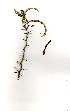  ( - OM1048)  @12 [ ] Copyright  - Unspecified