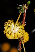  (Acacia nebrownii - OM1050)  @13 [ ] Unspecified (default): All Rights Reserved  Unspecified Unspecified