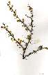  ( - OM1050)  @11 [ ] Copyright  - Unspecified