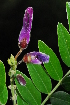  ( - OM1099)  @11 [ ] Unspecified (default): All Rights Reserved  Unspecified Unspecified