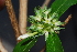  (Pavetta catophylla - OM1103)  @11 [ ] Unspecified (default): All Rights Reserved  Unspecified Unspecified