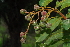  ( - OM1106)  @11 [ ] Unspecified (default): All Rights Reserved  Unspecified Unspecified