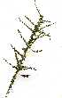  (Maerua parvifolia - OM1108)  @11 [ ] Copyright  - Unspecified