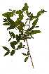  ( - OM1165)  @11 [ ] Copyright  - Unspecified