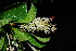  (Terminalia phanerophlebia - OM1179)  @11 [ ] Unspecified (default): All Rights Reserved  Unspecified Unspecified
