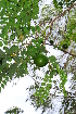  ( - OM1188)  @11 [ ] Unspecified (default): All Rights Reserved  Unspecified Unspecified