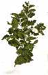 (Celtis africana - OM1225)  @11 [ ] Copyright  - Unspecified