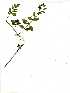  ( - OM1238)  @11 [ ] Copyright  - Unspecified