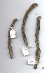  (Euphorbia confinalis - OM1251)  @11 [ ] Copyright  - Unspecified