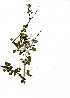  ( - OM1292)  @11 [ ] Copyright  - Unspecified