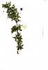  ( - OM1325)  @11 [ ] Copyright  - Unspecified