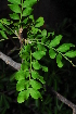  ( - OM1326)  @11 [ ] Unspecified (default): All Rights Reserved  Unspecified Unspecified