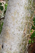  ( - OM1350)  @11 [ ] Unspecified (default): All Rights Reserved  Unspecified Unspecified