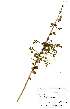  (Commiphora schimperi - OM1361)  @11 [ ] No Rights Reserved  Unspecified Unspecified