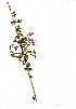  ( - OM1361)  @11 [ ] Copyright  - Unspecified